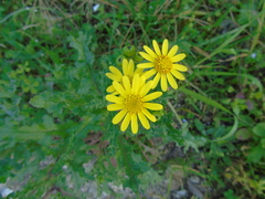 Senecio vernalis