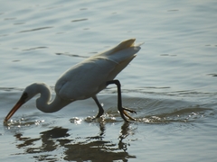 Egretta sacra