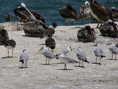 Chroicocephalus cirrocephalus