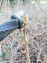 Toxicodendron diversilobum