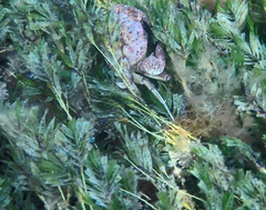 Nectocarcinus integrifrons