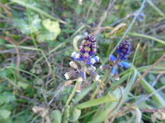 Bellevalia dubia boissieri