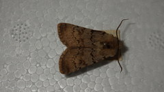 Agrotis cinerea