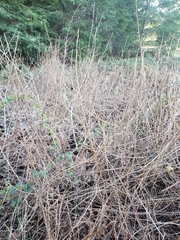 Toxicodendron diversilobum