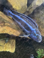 Pseudotropheus