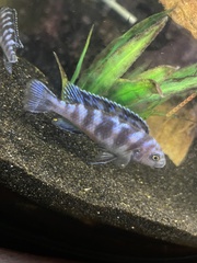 Pseudotropheus