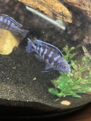 Pseudotropheus