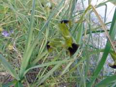 Iris tuberosa