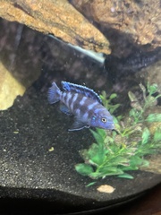 Pseudotropheus