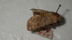 Agrotis cinerea