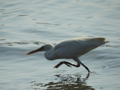 Egretta sacra