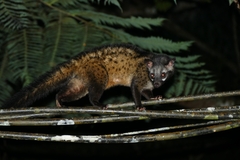 Paradoxurus musangus