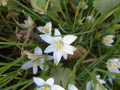 Ornithogalum