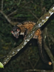 Paradoxurus musangus