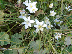 Ornithogalum