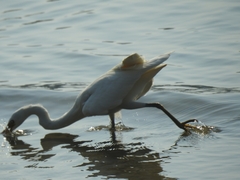 Egretta sacra