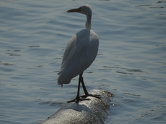 Egretta sacra