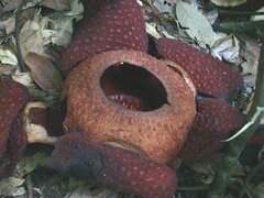 Rafflesia