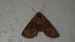 Agrotis cinerea