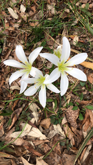 Zephyranthes atamasco