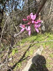 Cercis canadensis texensis
