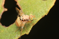 Ceratitis cosyra
