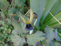 Iris tuberosa