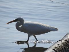 Egretta sacra