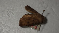 Agrotis cinerea