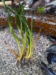 Phyllospadix scouleri