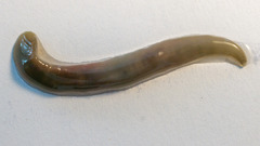 Erpobdellidae