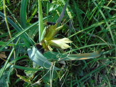 Iris tuberosa