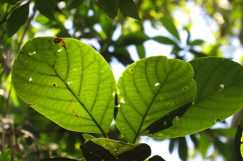 Image of Big Leaf Bollywood (Litsea bindoniana) by (c) coenobita, some rights reserved (CC BY)