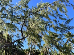 Casuarina equisetifolia