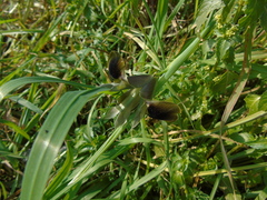Iris tuberosa