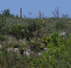Aloe lineata