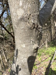Cercis canadensis texensis