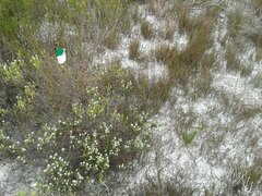 Babiana ringens australis