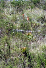 Aloe lineata