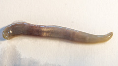 Erpobdellidae