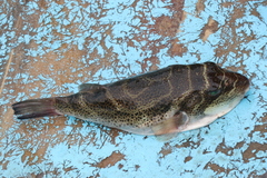 Sphoeroides annulatus