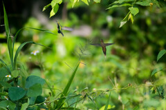 Phaethornis striigularis