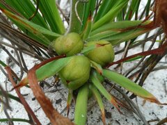 Babiana ringens australis