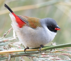 Coccopygia melanotis