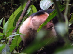 Cebus capucinus