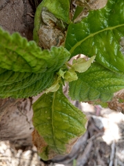 Chrysothemis friedrichsthaliana