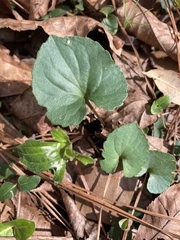 Viola palmata