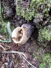 Tetragonisca fiebrigi