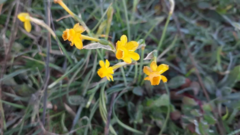 Narcissus assoanus