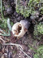 Tetragonisca fiebrigi